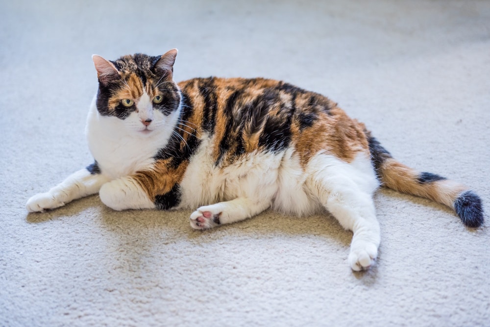 calico cat resting in carpet