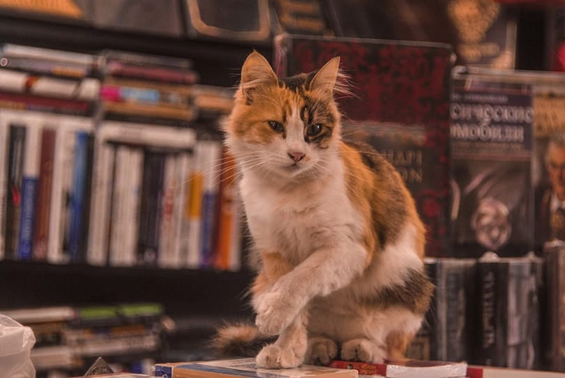 calico cat sitting on books