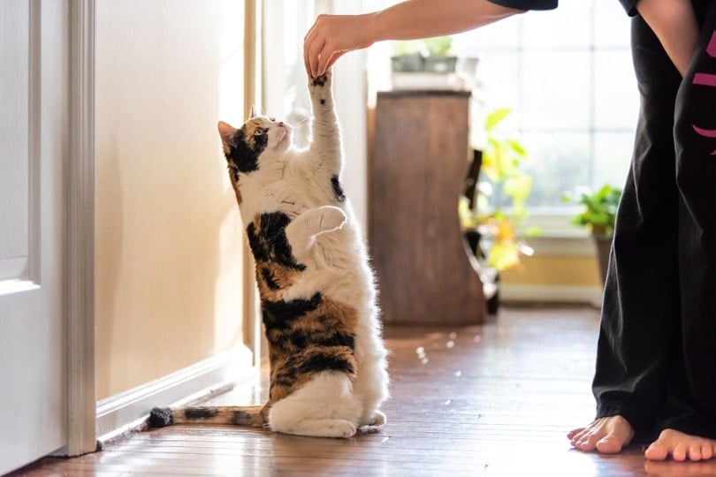calico cat standing up on hind legs