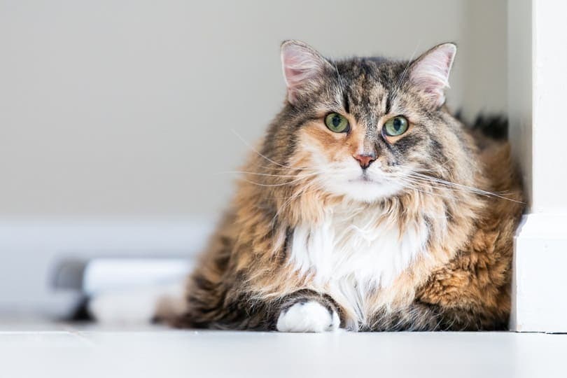 calico maine coon cat face closeup