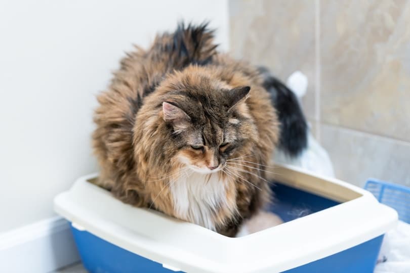 calico maine coon inside litter box_Andriy Blokhin, Shutterstock