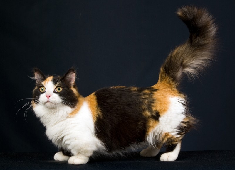 calico munchkin cat on black background