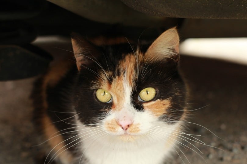 calico ragamuffin cat