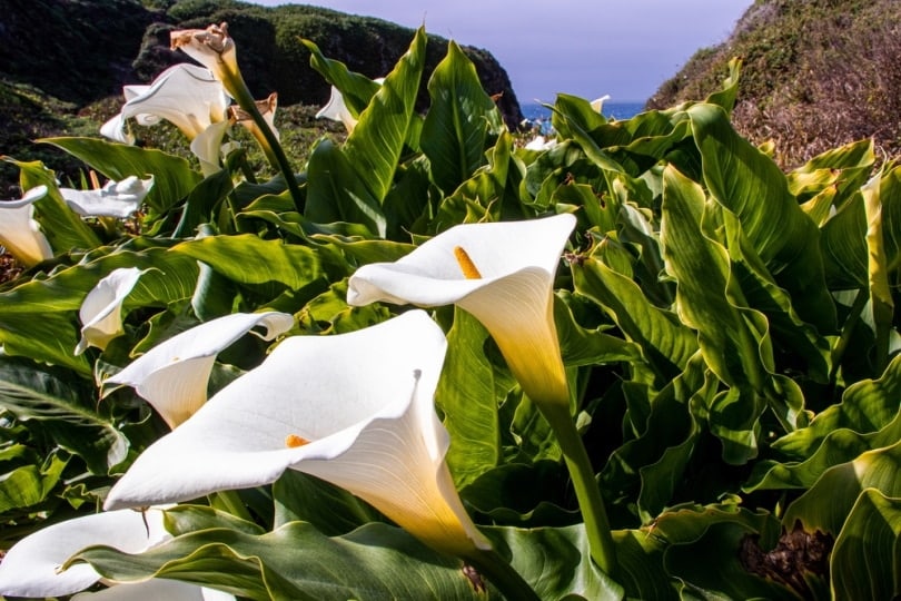 calla lilies