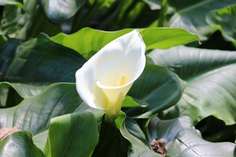 calla lily