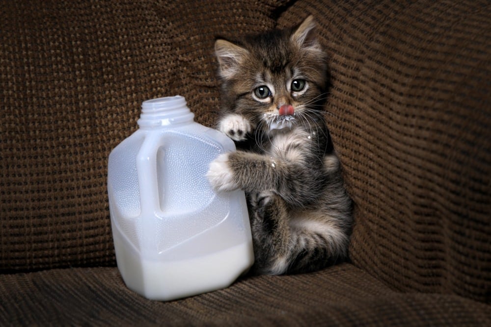 can cats drink milk