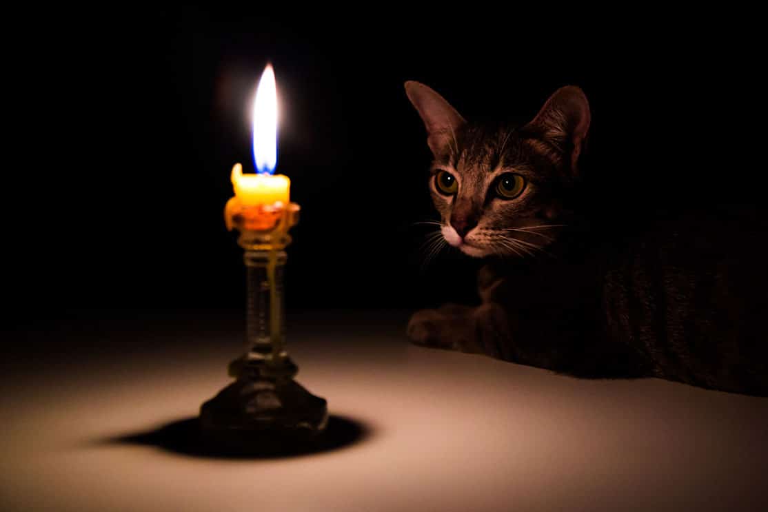 candle and cat