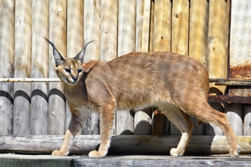 caracal cat standing