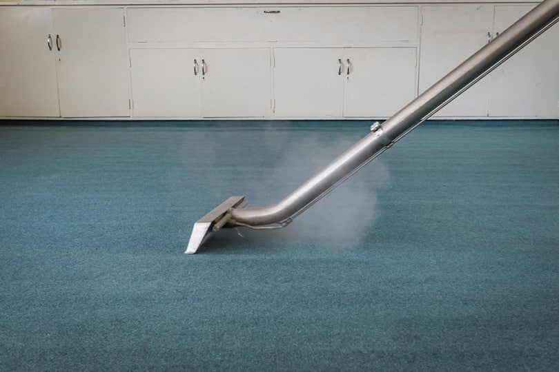 carpet steam cleaning