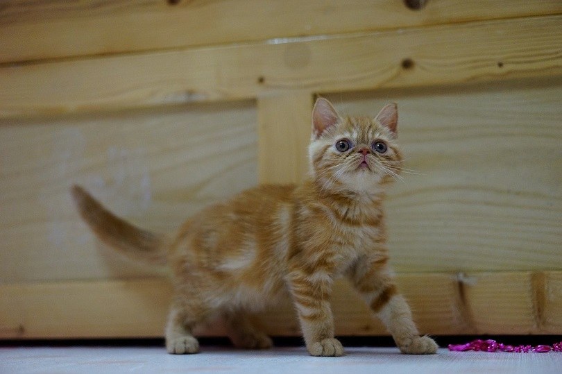 Exotic Shorthair Cat Breed Info