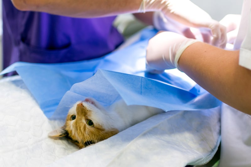 cat abdominal surgery at veterinary clinic