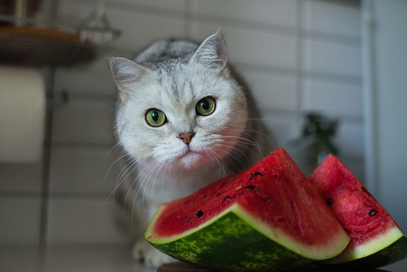 cat about to eat a watermelon