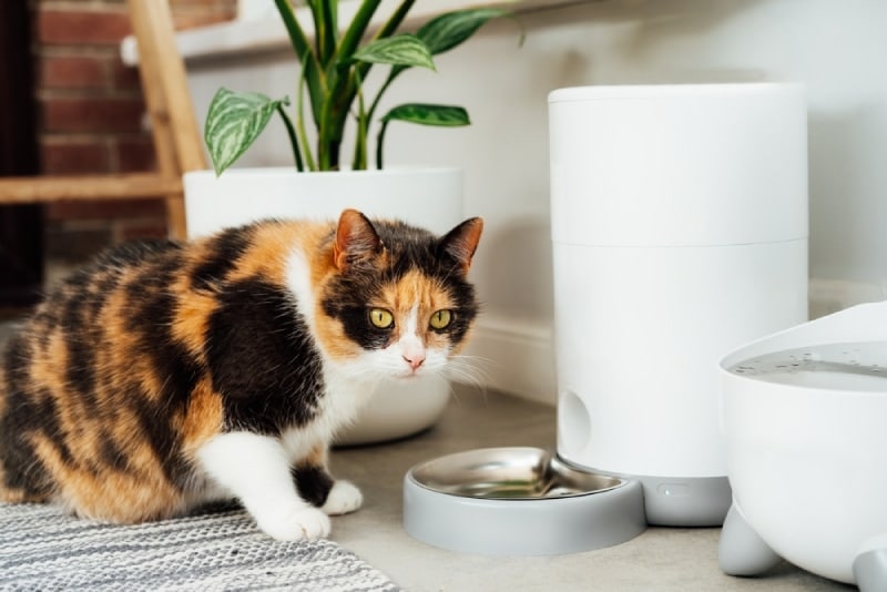 cat-about-to-eat-from-an-automatic-feeder