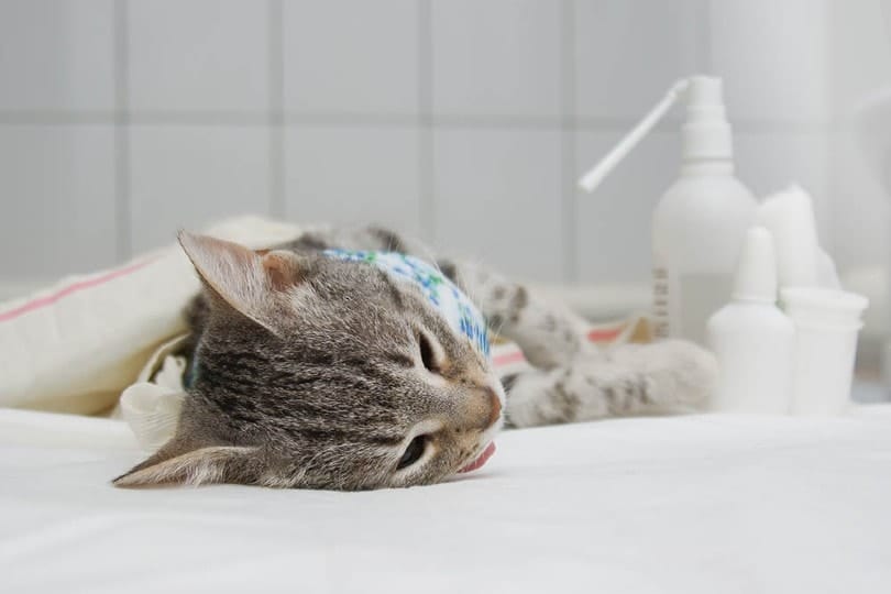 cat after spaying