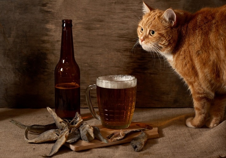 cat and beer