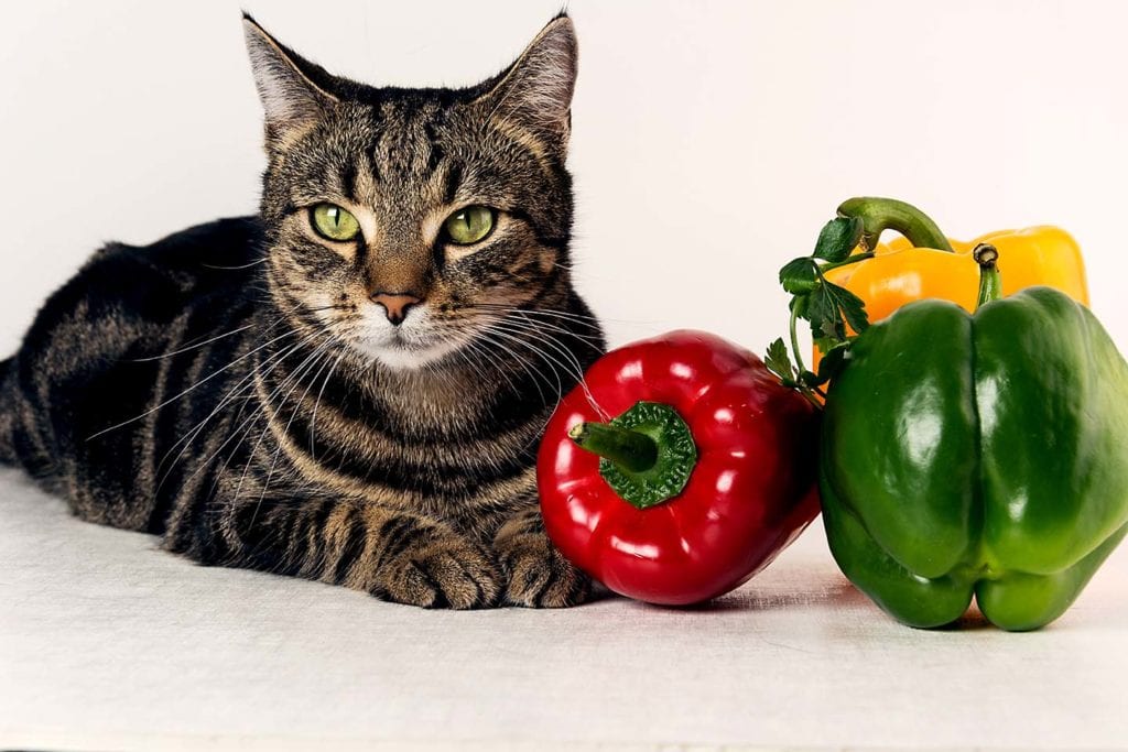 cat and bell peppers