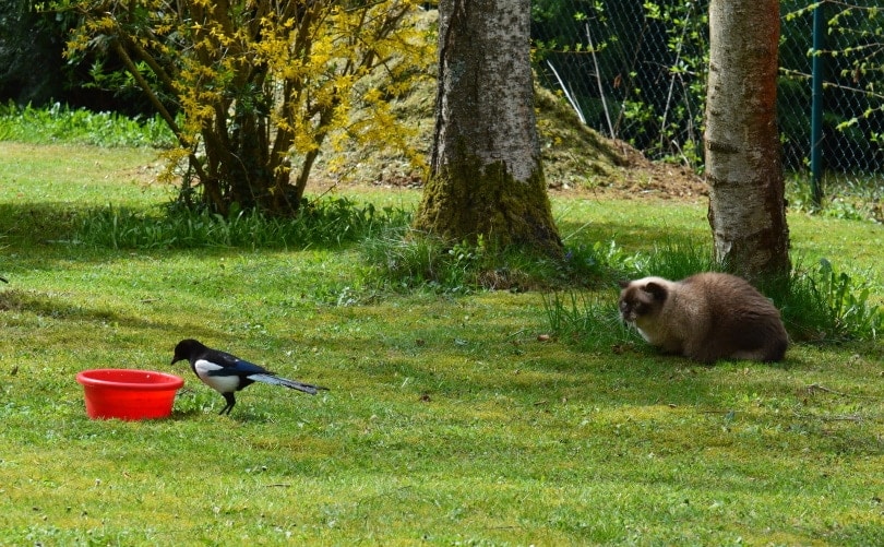 cat and bird