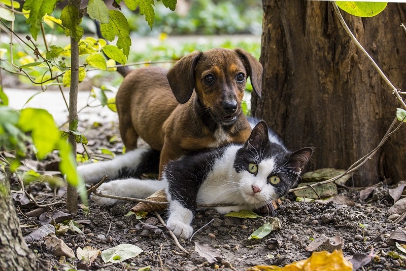 cat and dog