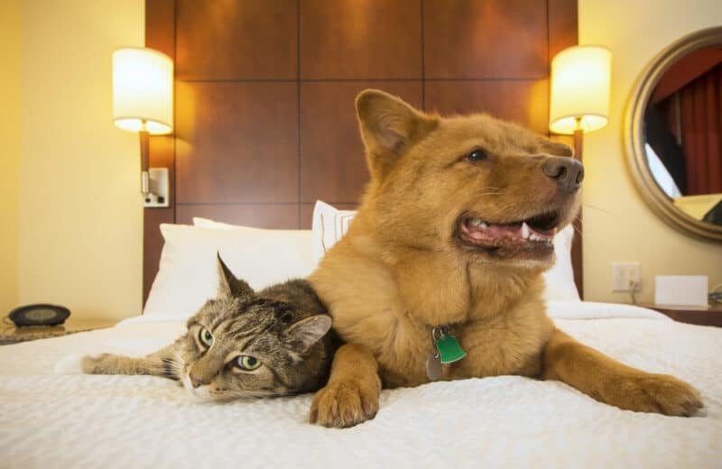 cat and dog in hotel room