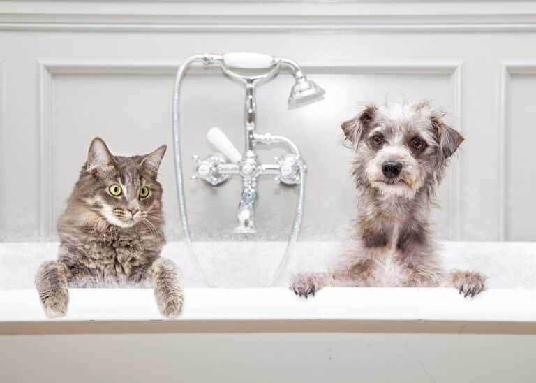 Are Cats Cleaner Than Dogs The Surprising Details Catster