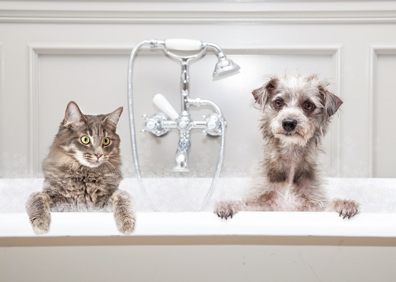 cat and dog sitting together in a luxury tub_Susan Schmitz_shutterstock (2)