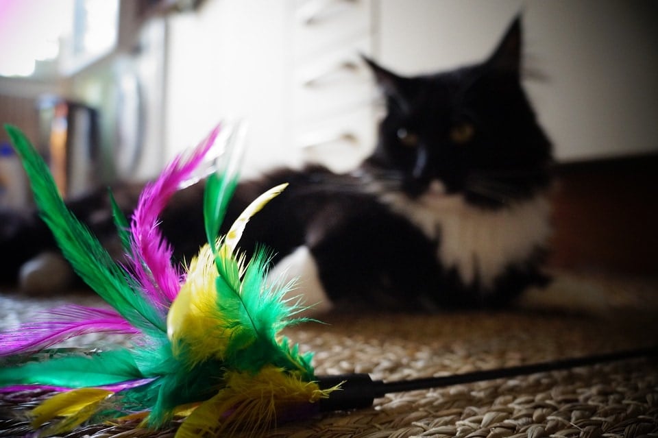 cat and feather toy