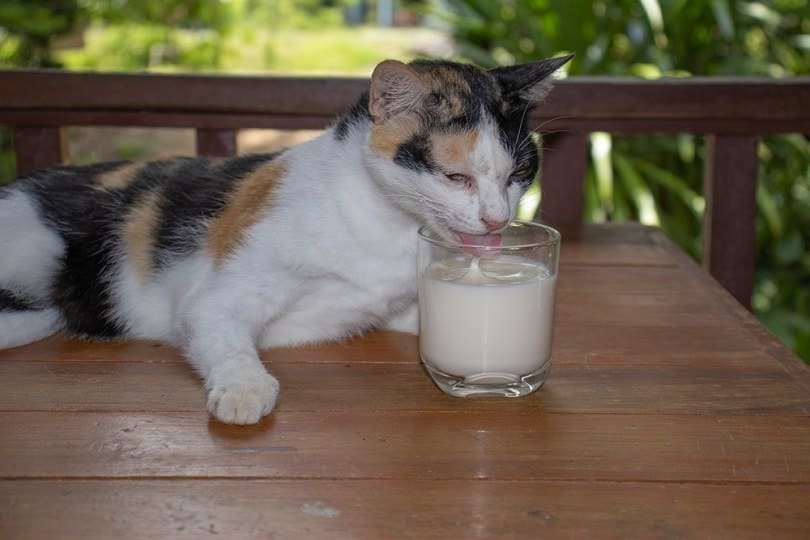 cat and glass of milk