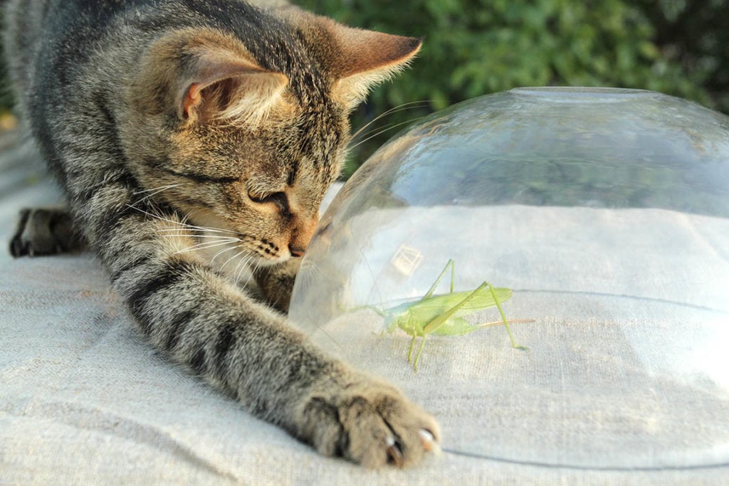 cat and grasshopper