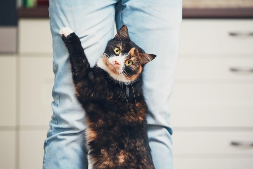 cat-and-his-owner-lap