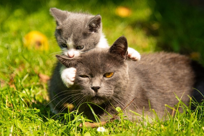 cat and kitten playing outdoors