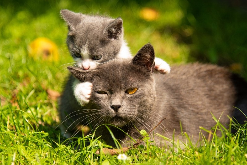 cat-and-kitten-playing-outdoors