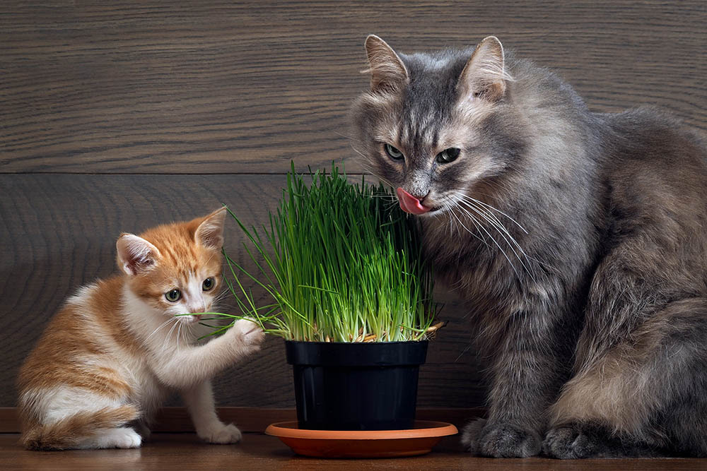 cat and kitten with a pot of cat grass