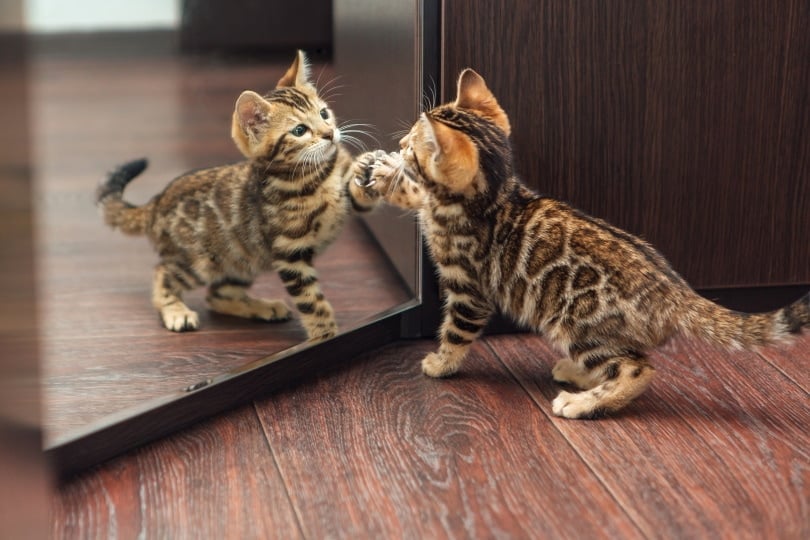 cat and mirror_Smile19_Shutterstock