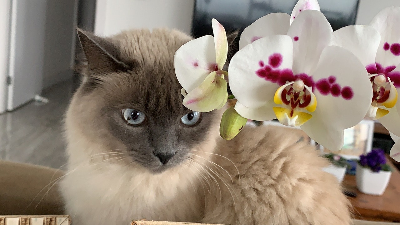 cat and orchid