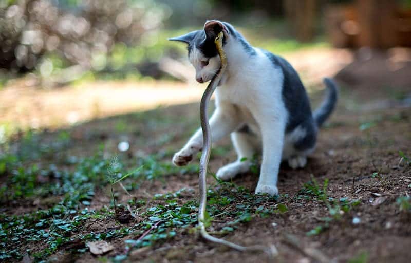 cat and snake biting each other