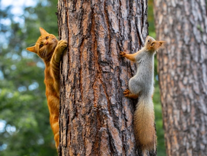 cat and squirrel climbing tree