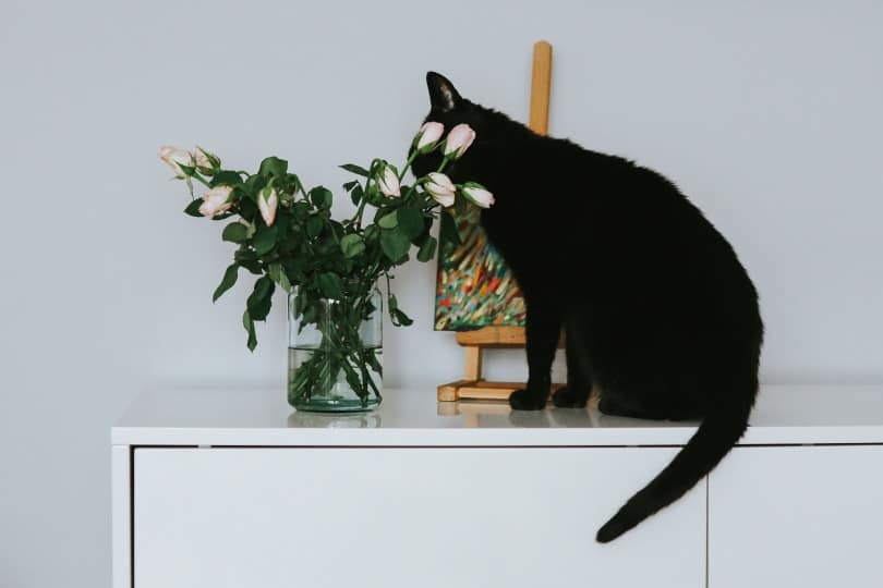 cat and vase_Piqsels