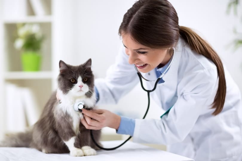 vet checking up cat's condition at vet clinic