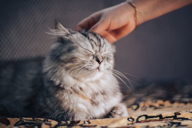 How to Get Your Cat to Cuddle 5 Tips for Better Bonding Catster