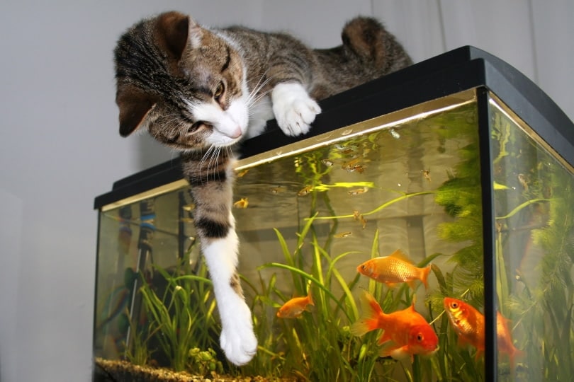 cat at the top of the aquarium