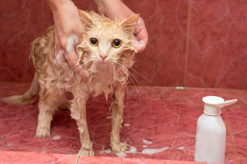 cat bathing in the bathroom