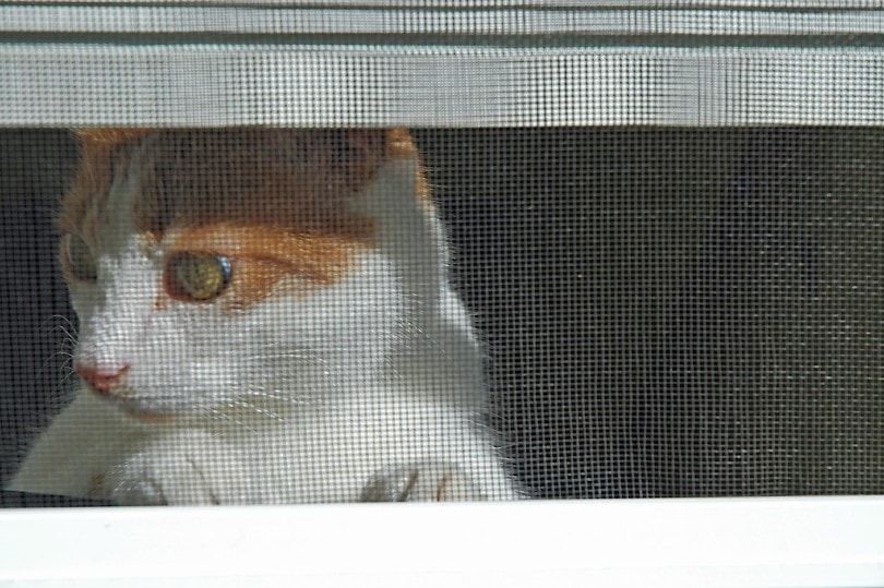 cat behind the screen door