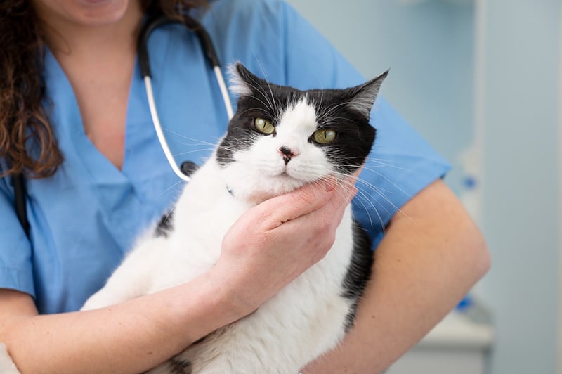 cat being observed by a female veterinarian