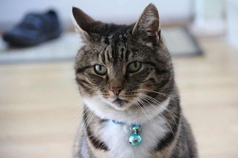 cat bell collar_Jamesington_Wikimedia