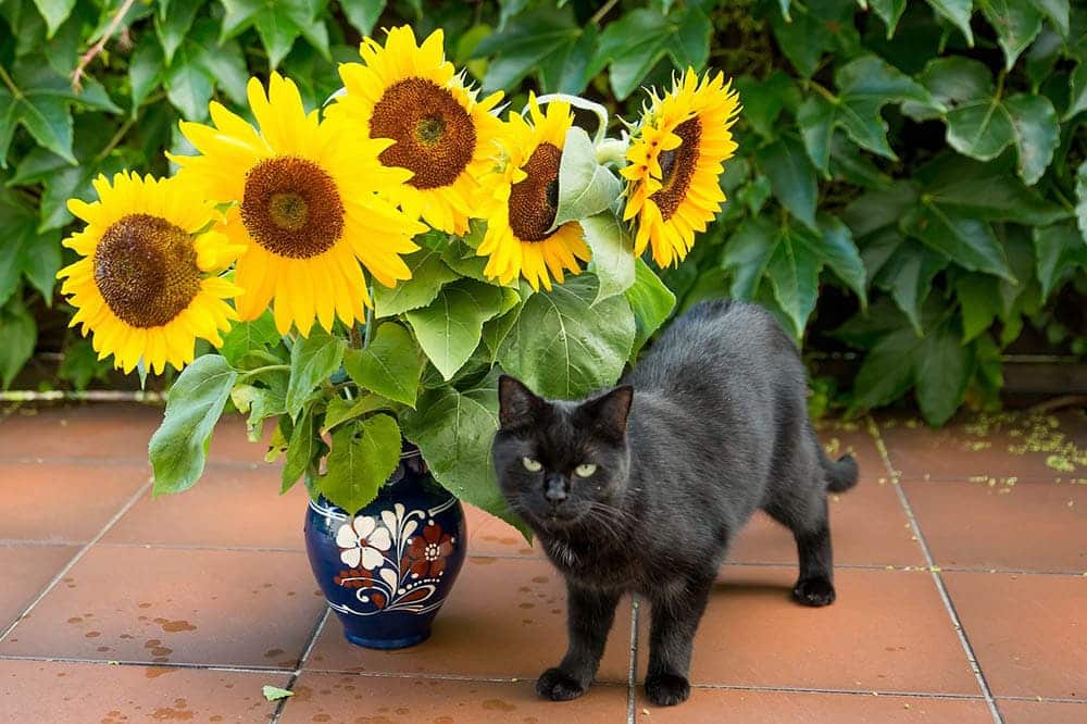 cat beside a sunflower in a vase