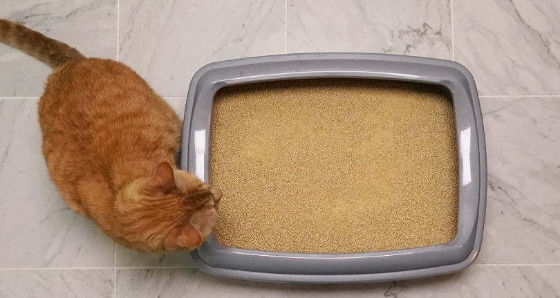 cat beside cat litter box