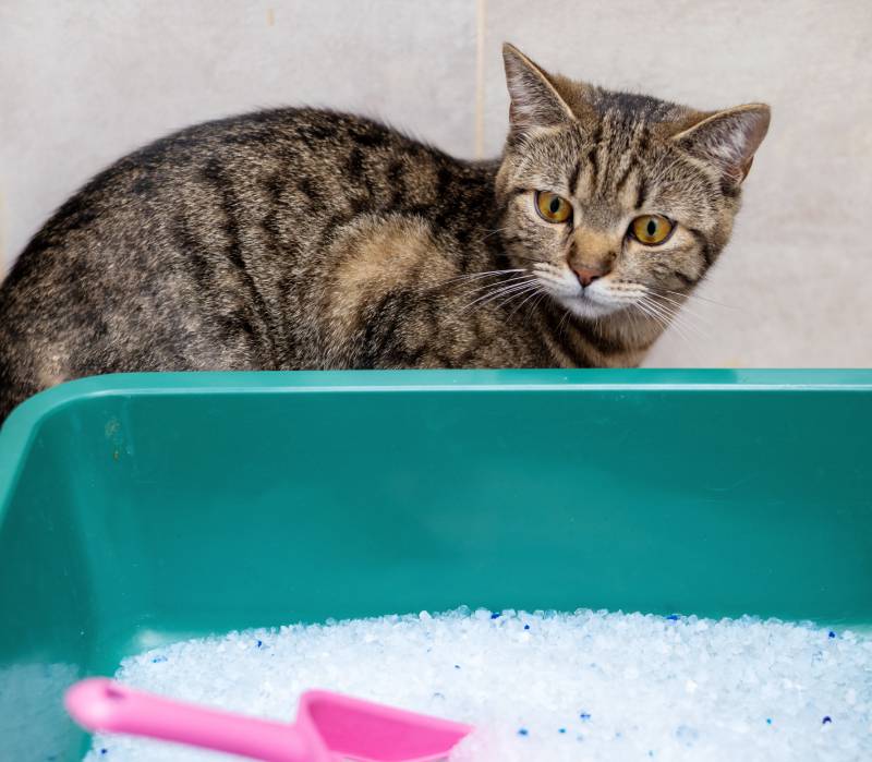 cat beside litter box