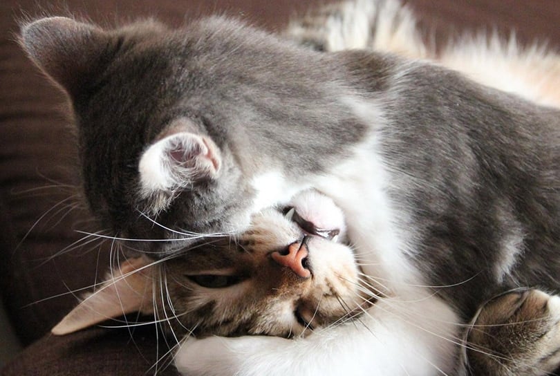 cat biting another cat