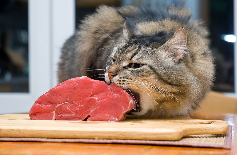 cat biting meat