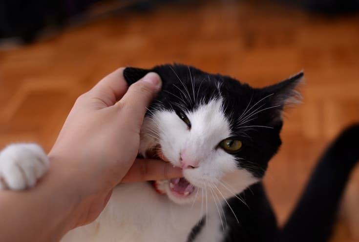 cat biting owner's fingers